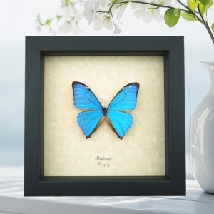 Morpho Aega Blue Morpho Butterfly Framed Taxidermy Display