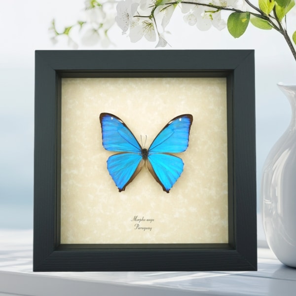 Morpho Aega Blue Morpho Butterfly Framed Taxidermy Display
