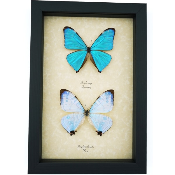 Morpho Aega Morpho sulkowski Butterflies Framed Taxidermy Butterfly Collection