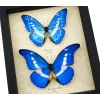 Morpho rhetenor helena cypris Set Butterflies Framed Butterfly Taxidermy Display