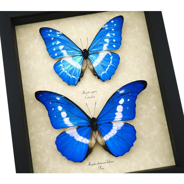 Morpho rhetenor helena cypris Set Butterflies Framed Butterfly Taxidermy Display