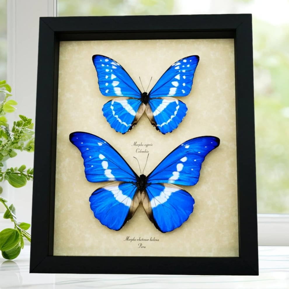 Morpho rhetenor helena cypris Set Butterflies Framed Butterfly Taxidermy Display Morpho rhetenor helena cypris Set Butterflies Framed Butterfly Taxidermy Display