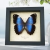 Morpho helenor violaceus Violet Butterfly Framed Taxidermy Display