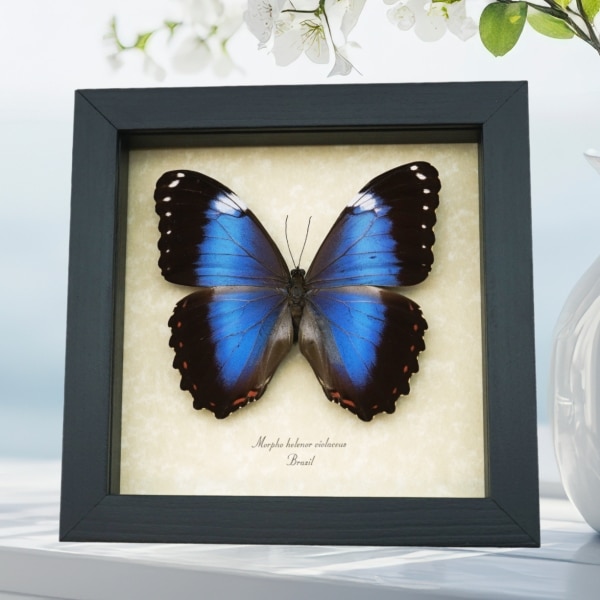 Morpho helenor violaceus Violet Butterfly Framed Taxidermy Display