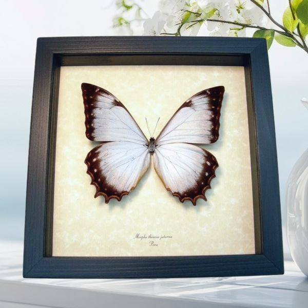 Morpho Theseus Juturna White Butterfly Framed Taxidermy Display
