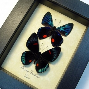 Necyria Duellona Pair Metallic Blue Butterflies Framed Taxidermy Display