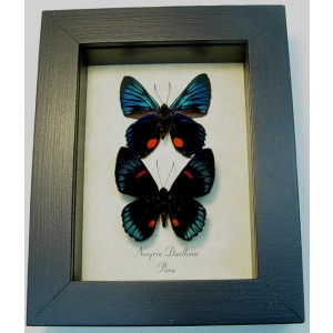 Necyria Duellona Pair Metallic Blue Butterflies Framed Taxidermy Display