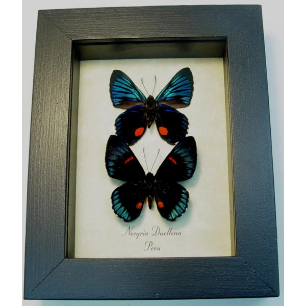 Necyria Duellona Pair Metallic Blue Butterflies Framed Taxidermy Display