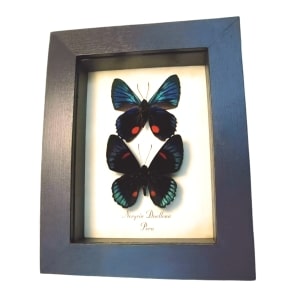Metallic Blue Butterfly Necyria Duellona Set Framed Taxidermy Display