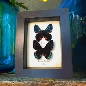 Metallic Blue Butterfly Necyria Duellona Set Framed Taxidermy Display