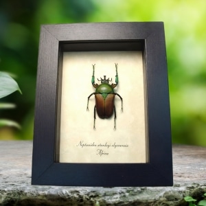 Orange Green African Flower Beetle Neptunides stanleyi elgonensis Framed Display