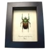 Orange Green African Flower Beetle Neptunides stanleyi elgonensis Framed Display