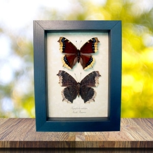 Framed Mourning Cloak Butterfly Set Nymphalis Antiopa Butterflies Taxidermy Display