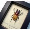 Odontolabis brookeana False Eyes Stag Beetle