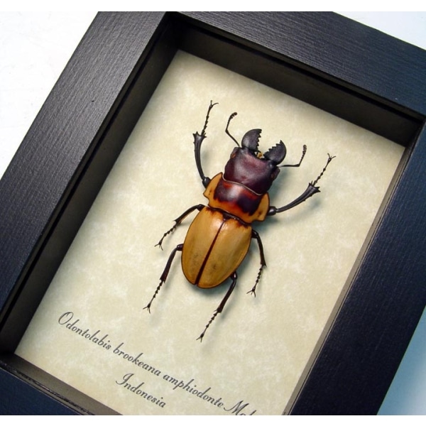 Odontolabis brookeana False Eyes Stag Beetle