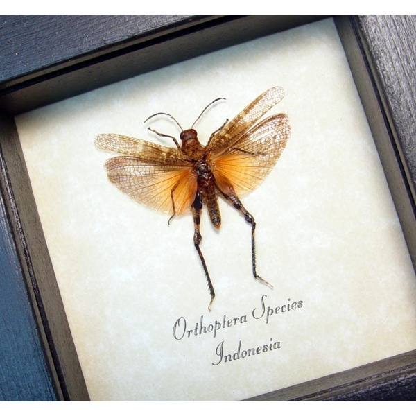 Orthoptera male Blush Rose Grasshopper