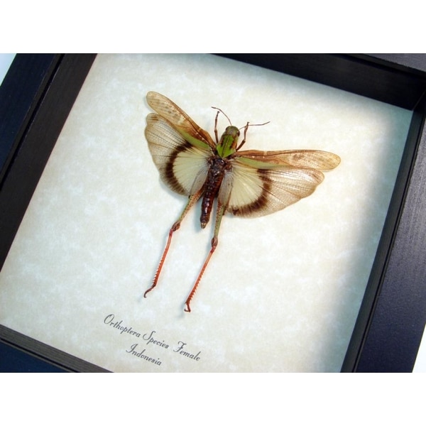 Orthoptergrasshopper a Yellow Female Green Grasshopper