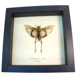 Yellow orthoptera Female Grasshopper Real Framed Taxidermy Display