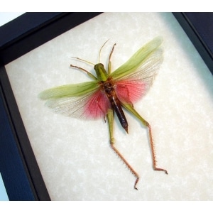 Orthoptera Male Pink Grasshopper