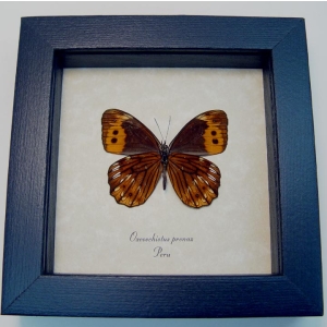 Oxeoschistus pronax Verso Orange Satyridae Butterfly Framed Taxidermy