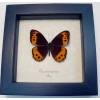 Oxeoschistus pronax Orange Satyridae Butterfly Framed Taxidermy