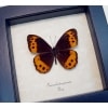 Oxeoschistus pronax Orange Satyridae Butterfly Framed Taxidermy