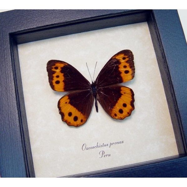 Oxeoschistus pronax Orange Satyridae Butterfly Framed Taxidermy