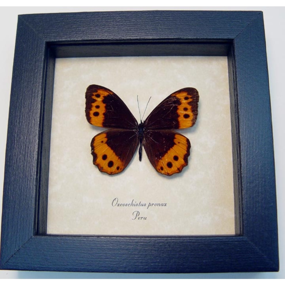 Oxeoschistus pronax Orange Satyridae Butterfly Framed Taxidermy