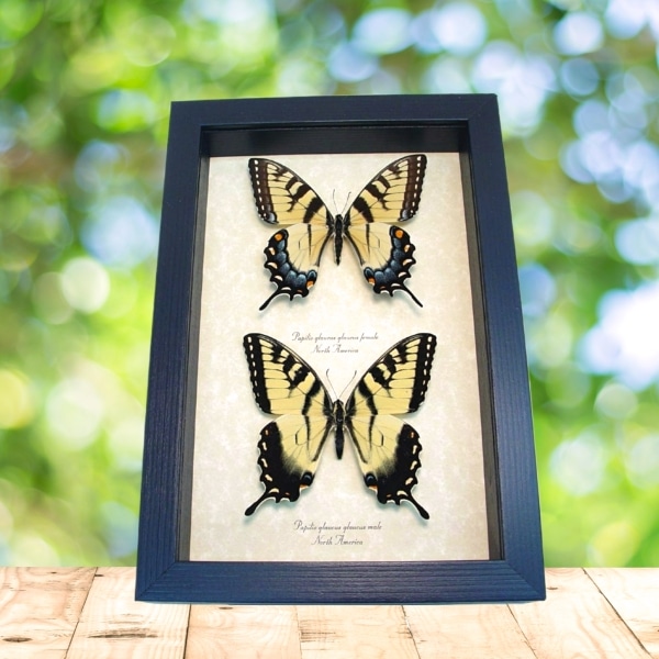 Papilio glaucus Set Tiger Swallowtail Butterflies Framed Taxidermy Display