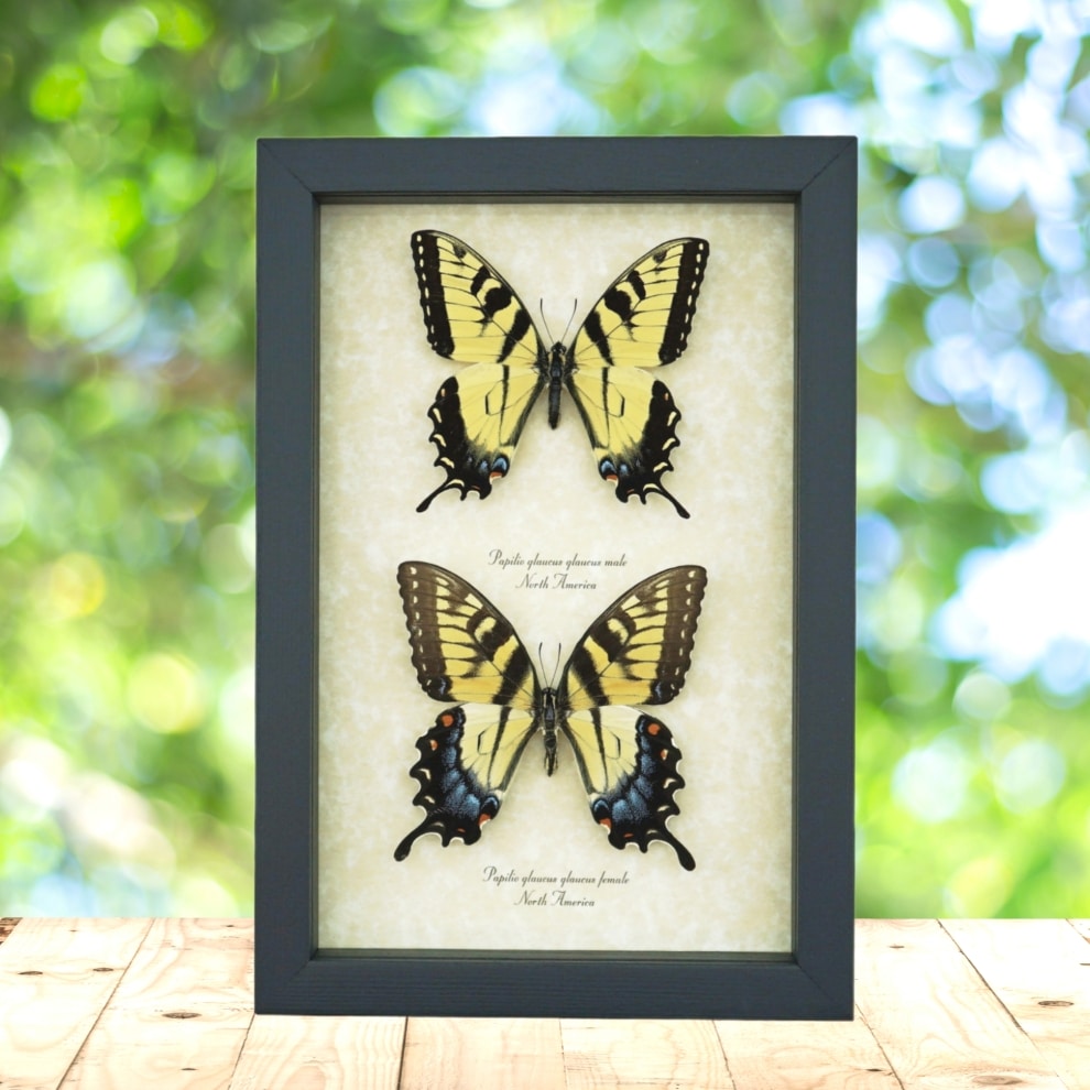 Papilio glaucus Pair Tiger Swallowtail Butterflies Framed Taxidermy Display