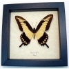 Papilio lycrophon Astyalus Swallowtail Butterfly Framed Taxidermy Display
