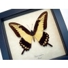 Papilio lycrophon Astyalus Swallowtail Butterfly Framed Taxidermy Display