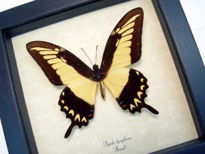 Papilio lycrophon Astyalus Swallowtail Butterfly Framed Taxidermy Display