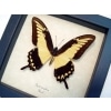 Papilio lycrophon Astyalus Swallowtail Butterfly Framed Taxidermy Display