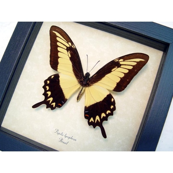 Papilio lycrophon Astyalus Swallowtail Butterfly Framed Taxidermy Display