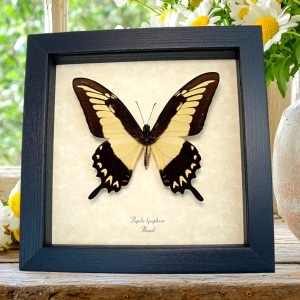 Papilio lycrophon Astyalus Swallowtail Butterfly Framed Taxidermy Display