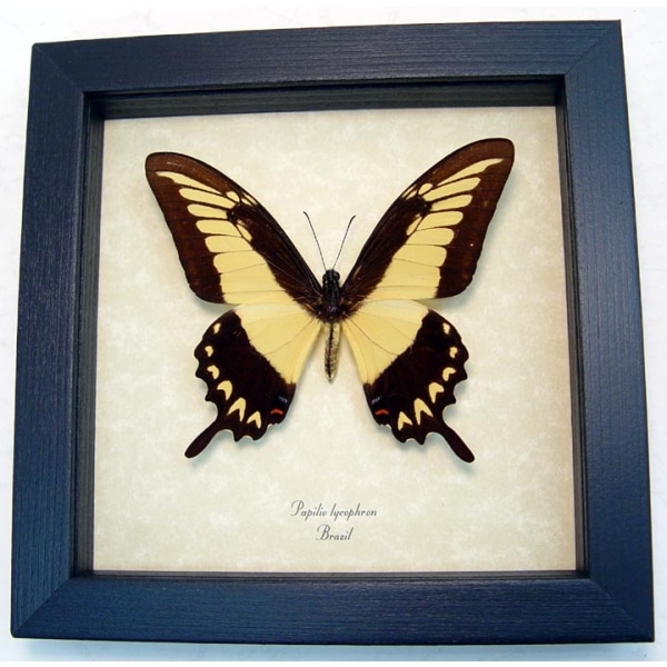 Papilio lycrophon Astyalus Swallowtail Butterfly Framed Taxidermy Display