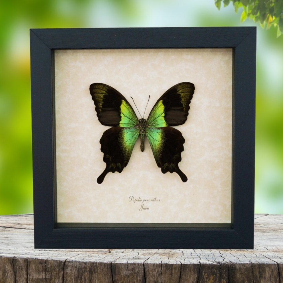 Papilio peranthus Green Swallowtail Butterfly Framed Taxidermy Display