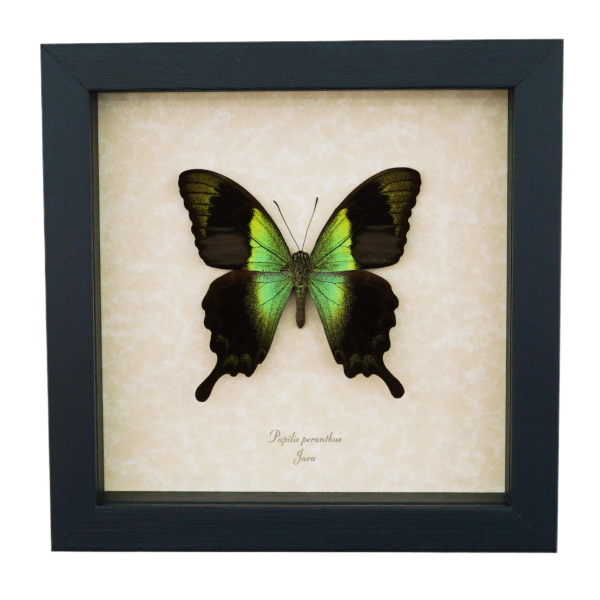 Papilio peranthus Green Swallowtail Butterfly Framed Taxidermy Display