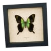 Papilio peranthus Green Swallowtail Butterfly Framed Taxidermy Display
