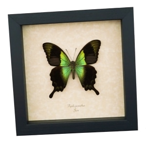 Papilio peranthus Green Swallowtail Butterfly Framed Taxidermy Display