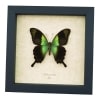 Papilio peranthus Green Swallowtail Butterfly Framed Taxidermy Display