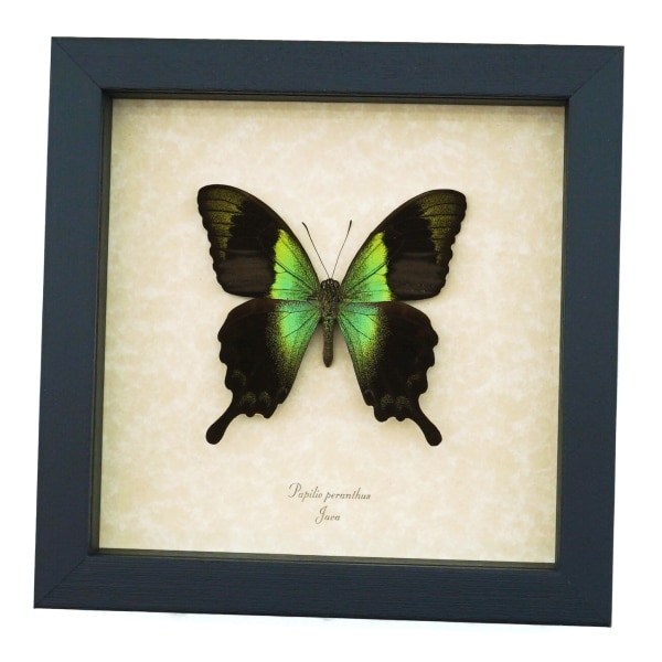 Papilio peranthus Green Swallowtail Butterfly Framed Taxidermy Display