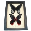 Scarlet Mormon Butterfly Set Papilio rumanzovia Framed Taxidermy Display