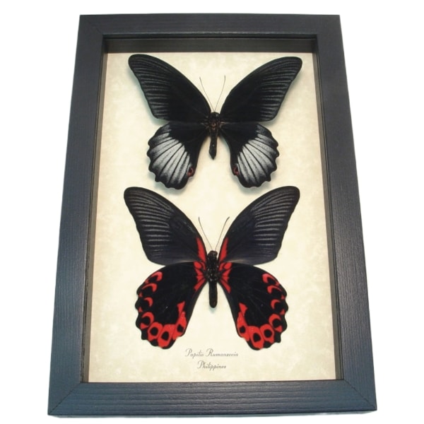 Scarlet Mormon Butterfly Set Papilio rumanzovia Framed Taxidermy Display