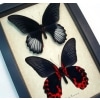 Papilio rumanzovia Pair Scarlet Mormon Framed Butterfly Display Taxidermy Art