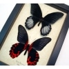 Papilio rumanzovia Pair Scarlet Mormon Framed Butterfly Display Taxidermy Art