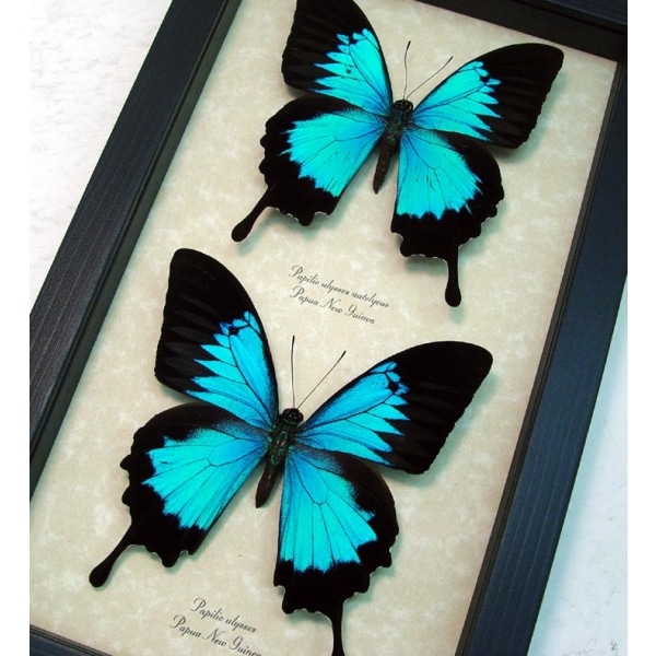 Papilio ulysses Set Blue Mountain Swallowtail Real Framed Butterflies