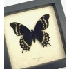 Papilio warscewiczii Black Swallowtail Butterfly Framed Taxidermy Display