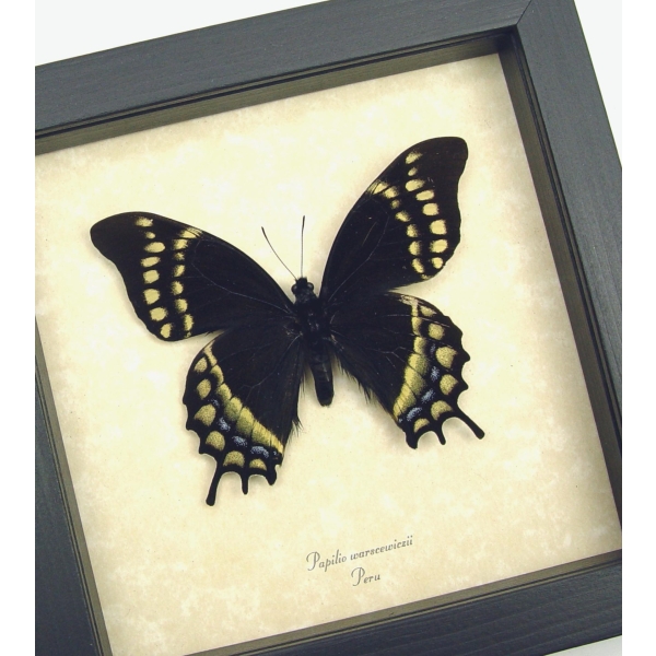 Papilio warscewiczii Black Swallowtail Butterfly Framed Taxidermy Display
